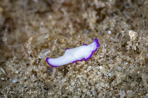 Image of Pseudoceros cf. indicus