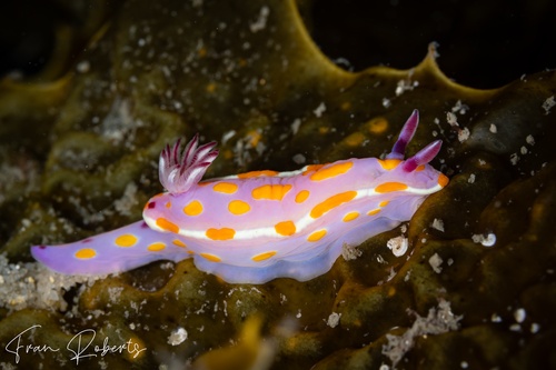 Image of Ceratosoma amoenum