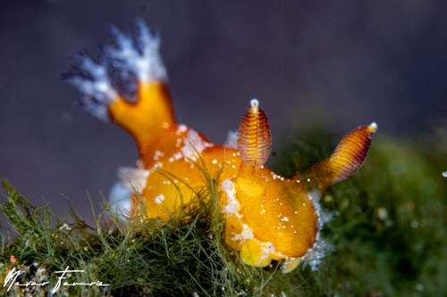 Image of Plocamopherus sp. 1