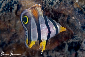 Image of Chelmon marginalis