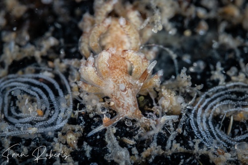 Image of Tenellia sp. 6