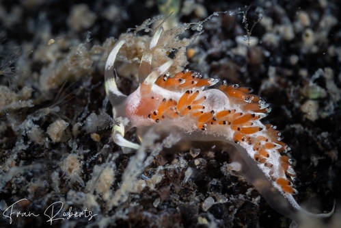 Image of Facelina sp. 3