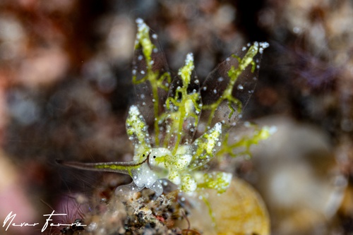 Image of Stiliger sp. 2