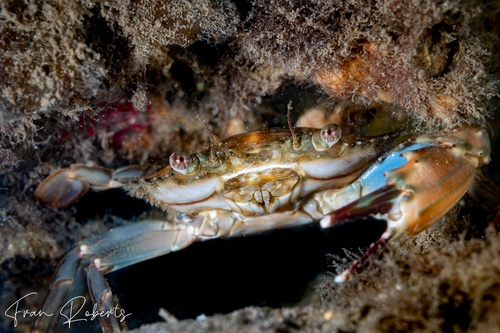 Image of Callinectes sapidus