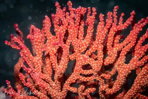 Image of Soft Corals Various