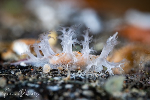 Image of Tritonia sp. 1