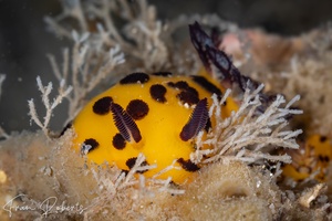 Image of Jorunna sp. 1