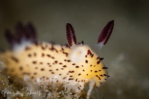 Image of Jorunna parva