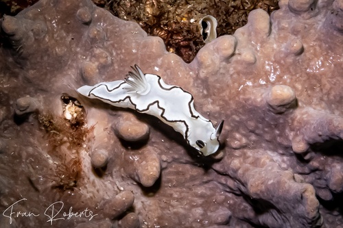 Image of Doriprismatica atromarginata