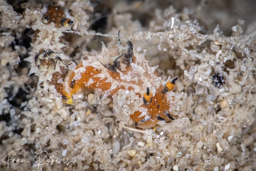 Image of Polycera sp. 1