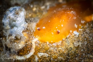 Image of Dendrodoris fumata