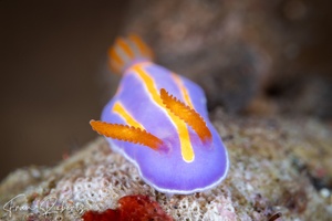 Image of Mexichromis trilineata