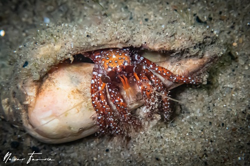 Image of Dardanus megistos