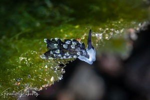 Image of Panderevela hyllebergi
