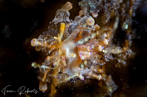 Image of Eubranchus ocellatus