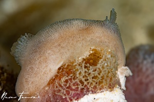 Image of Jorunna hervei