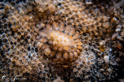 Image of Limacia ornata