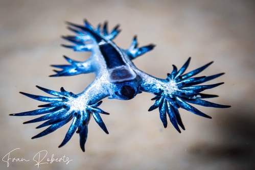 Image of Glaucilla bennettae