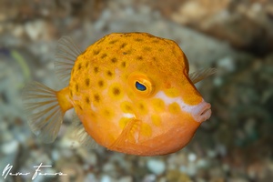 Image of Anoplocapros inermis