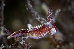 Image of Murphydoris adjusta