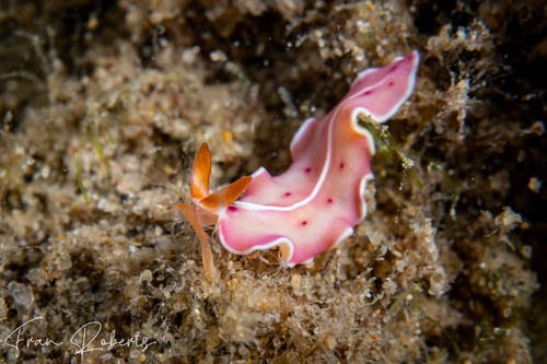Image of Unidentified Flatworm sp. 13
