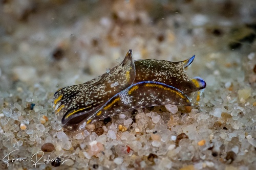 Image of Philinopsis speciosa