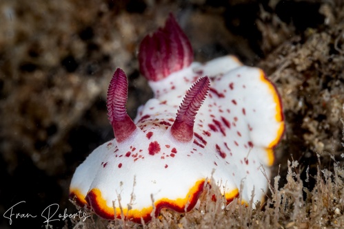 Image of Goniobranchus daphne