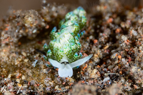 Image of Costasiella fridae