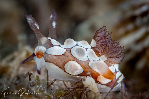 Image of Trapania scurra