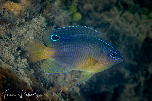 Image of Pomacentrus wardi