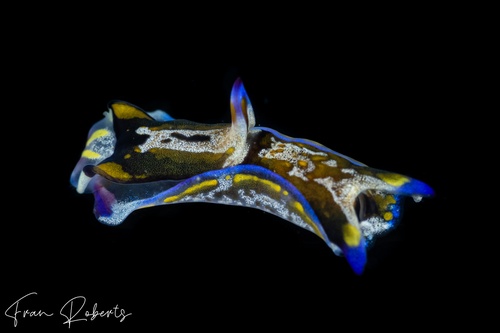 Image of Philinopsis sp. 1