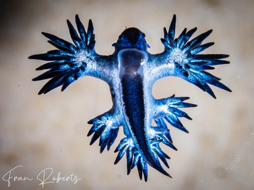 Image of Glaucilla bennettae