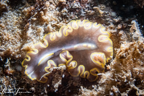 Image of Cycloporus sp. 1