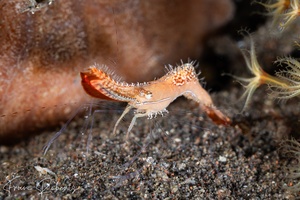 Image of Leander plumosus