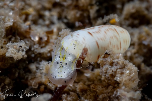 Image of Mnestia sp. 1