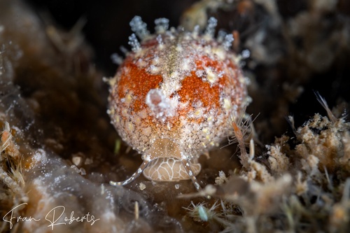 Image of Cypraea sp. 1