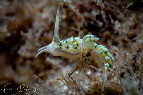 Image of Tenellia sp. 4