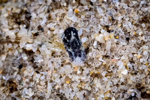 Image of Niparaya sp. 9