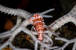 Image of Lipkemenes lanipes