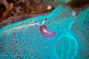 Image of Prostheceraeus sp. 1