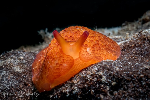 Image of Pleurobranchus peronii