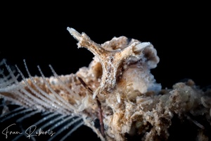 Image of Lomanotus sp. 1