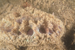 Image of Atagema spongiosa