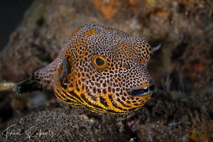 Image of Arothron stellatus