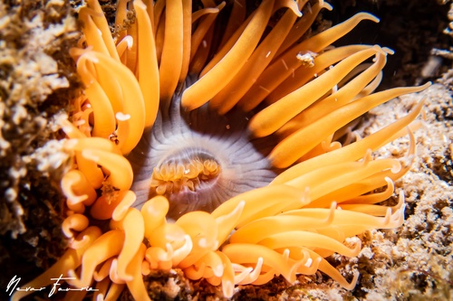 Image of Anemone Various