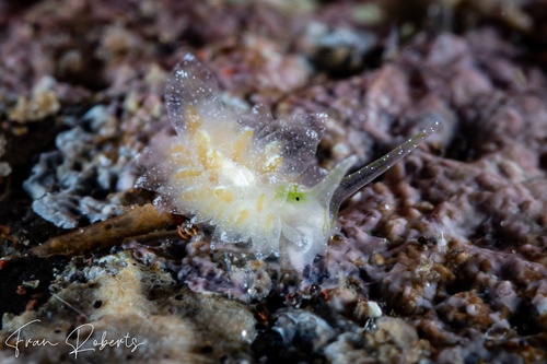 Image of Ercolania sp. 3