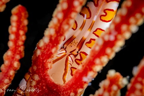 Image of Pellasimnia improcera