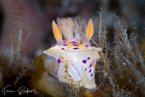 Image of Ceratosoma brevicaudatum