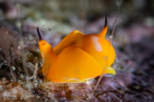 Image of Siphopteron sp. 2