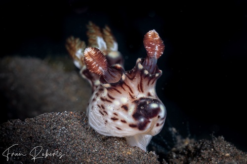 Image of Jorunna rubescens